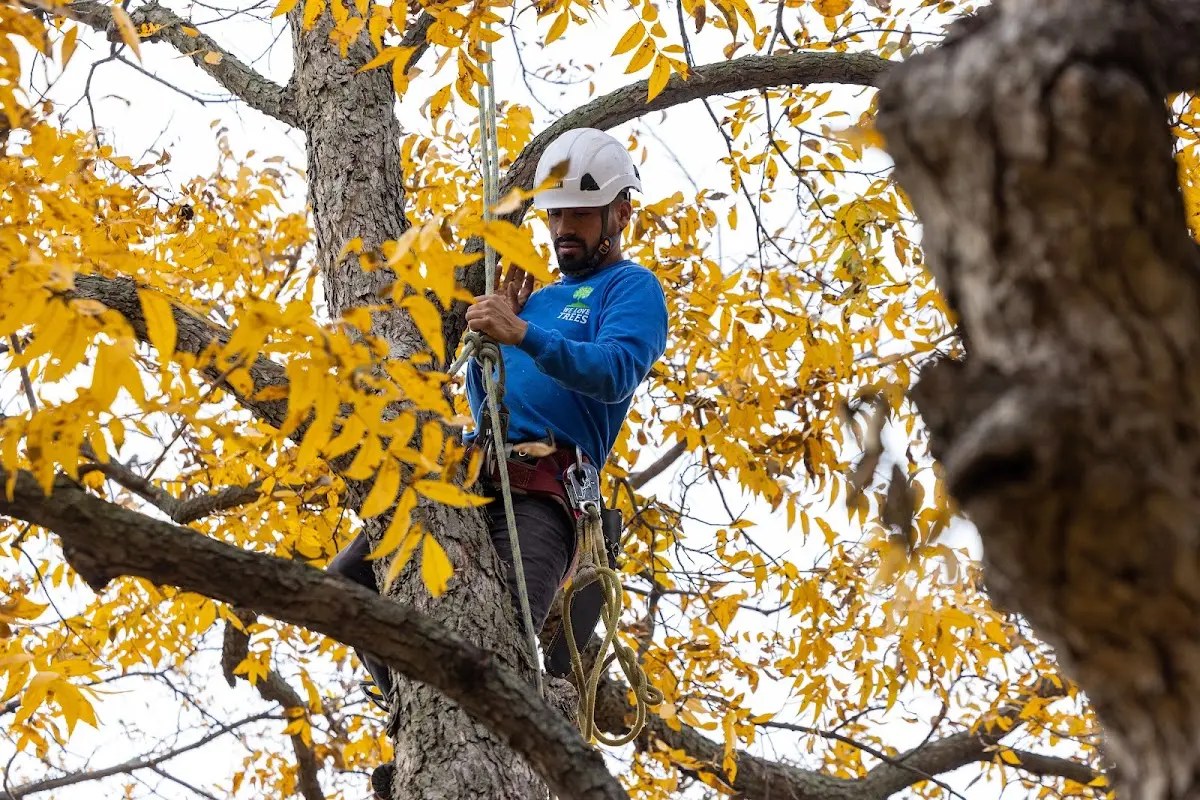 Skilled Tree Trimming crew working in Mount Ayr